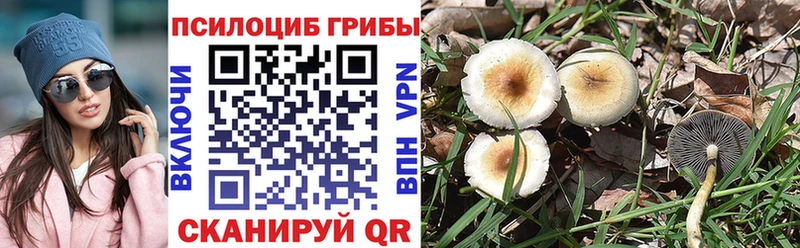 Галлюциногенные грибы Psilocybe  Элиста 